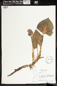 Calla palustris image