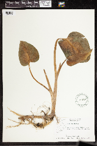 Calla palustris image