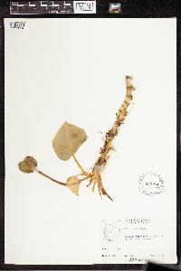 Calla palustris image