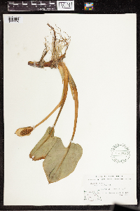 Calla palustris image