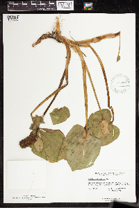 Calla palustris image