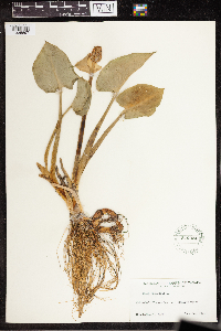 Calla palustris image