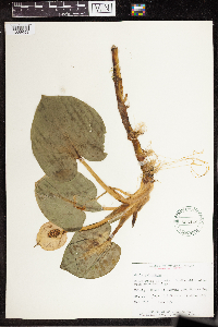 Calla palustris image