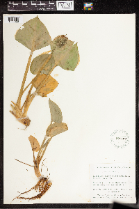 Calla palustris image