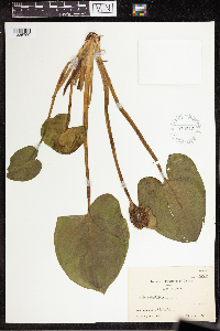 Calla palustris image