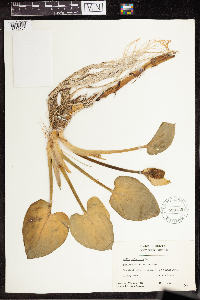 Calla palustris image