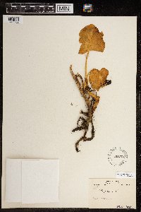 Calla palustris image