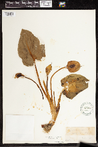 Calla palustris image