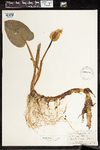 Calla palustris image