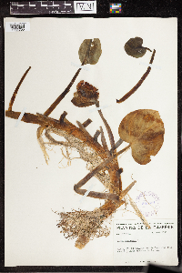 Calla palustris image