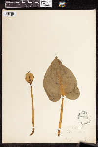 Calla palustris image