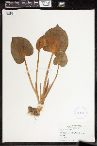 Calla palustris image