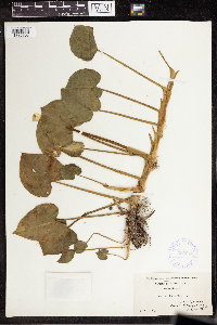 Calla palustris image