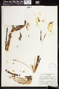 Calla palustris image