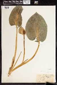 Calla palustris image