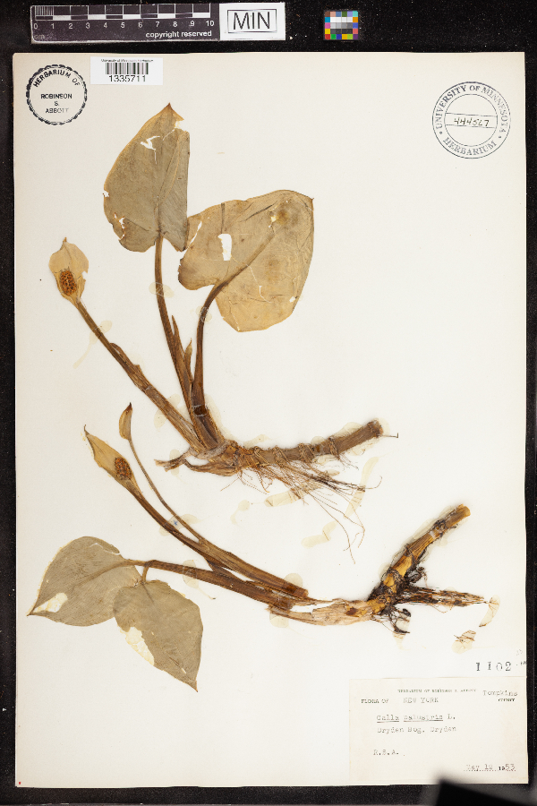 Calla palustris image