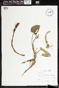 Calla palustris image