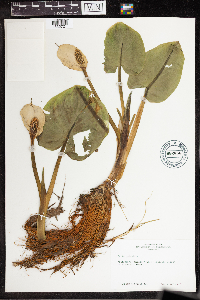 Calla palustris image