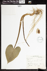 Calla palustris image