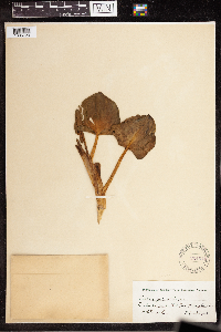 Calla palustris image