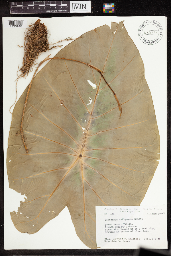 Colocasia antiquorum image