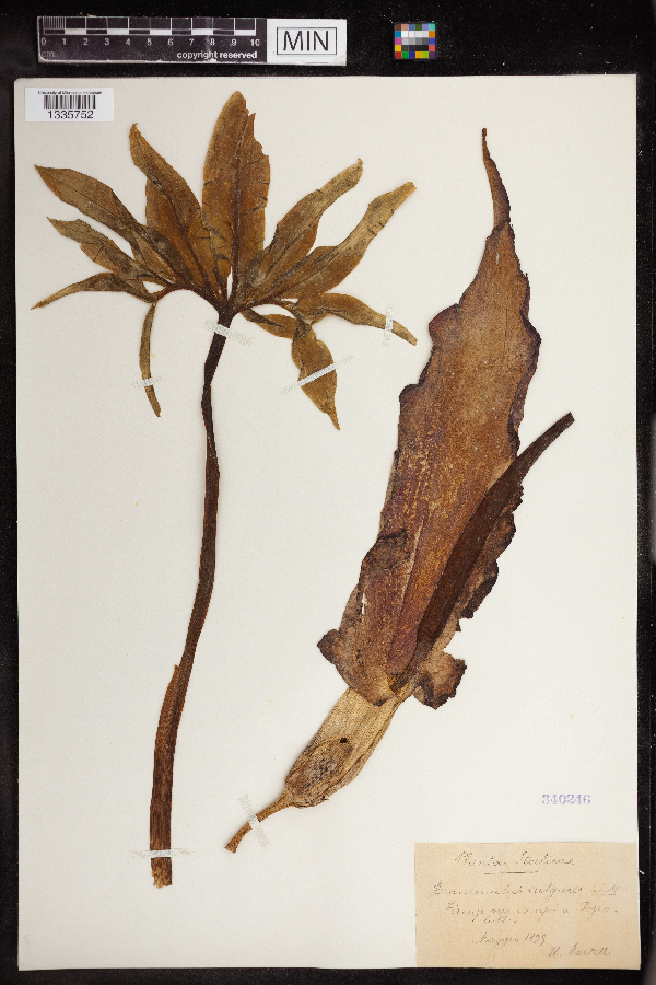 Dracunculus vulgaris image