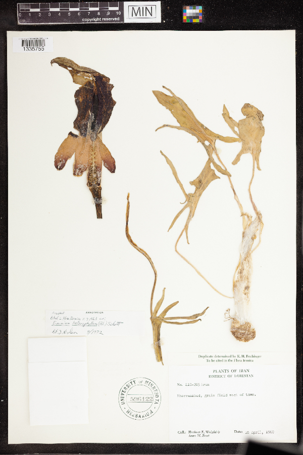 Eminium heterophyllum image