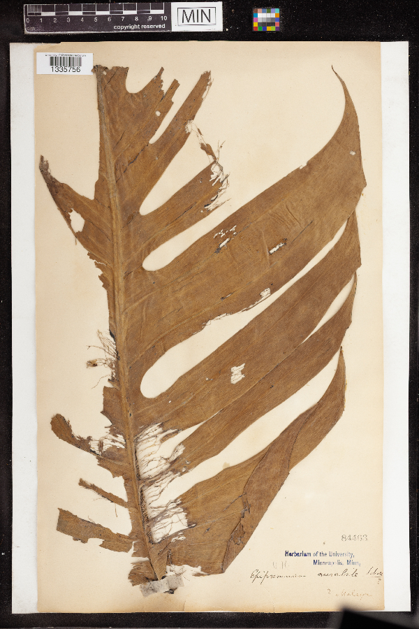 Epipremnum mirabile image