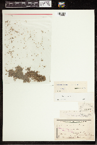 Lemna perpusilla image