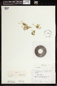 Lemna trisulca image