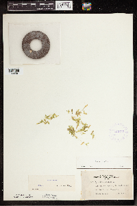 Lemna trisulca image