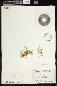 Lemna trisulca image
