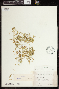 Lemna trisulca image