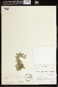 Lemna trisulca image