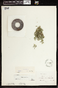Lemna trisulca image