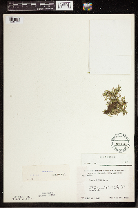 Lemna trisulca image