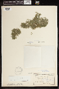 Lemna trisulca image