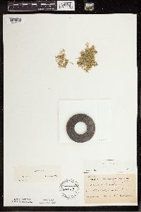 Lemna trisulca image
