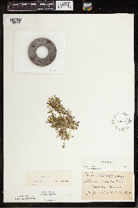 Lemna trisulca image