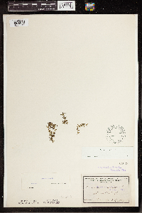 Lemna trisulca image