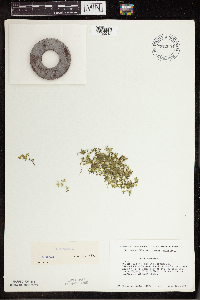 Lemna trisulca image