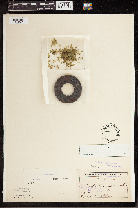 Lemna trisulca image