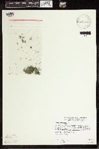 Lemna trisulca image