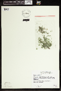 Lemna trisulca image