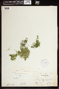Lemna trisulca image