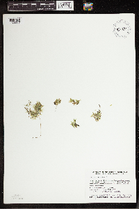 Lemna trisulca image