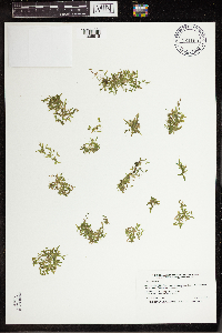 Lemna trisulca image