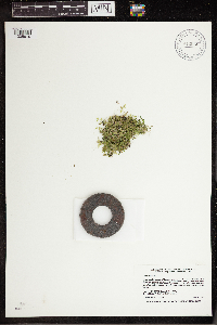 Lemna trisulca image