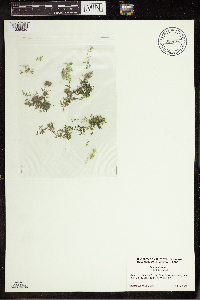 Lemna trisulca image
