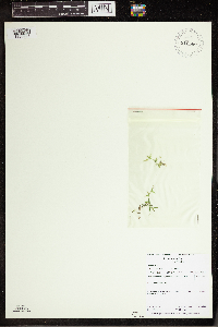 Lemna trisulca image